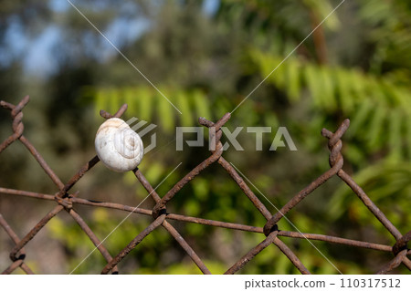 White snail on a rusted wire fence White snail on a rusted wire fence 110317512