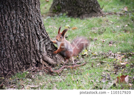 Autumn scene with a cute red squirrel. Sciurus vulgaris. Europeasn squirrel sitting on the stree stump. Autumn scene with a cute red squirrel. Sciurus vulgaris. Europeasn squirrel sitting on the stree stump. 110317920