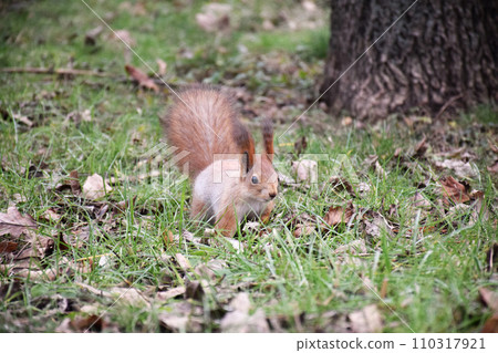 Autumn scene with a cute red squirrel. Sciurus vulgaris. Europeasn squirrel sitting on the stree stump. Autumn scene with a cute red squirrel. Sciurus vulgaris. Europeasn squirrel sitting on the stree stump. 110317921