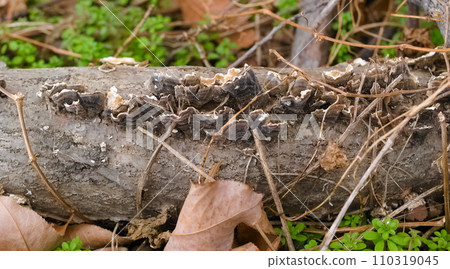 Kawaratake Kawaratake 110319045