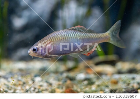 Yaritanago 110319607