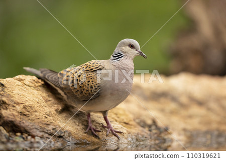 European Turtle Dove (Streptopelia turtur) sitting on the branch in forest, Bird in nature habitat European Turtle Dove (Streptopelia turtur) sitting on the branch in forest, Bird in nature habitat 110319621