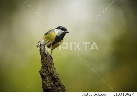 Great Tit, Parus major,  black and yellow passerine bird sitting on the nice tree branch, Czech. Bird in nature. 110319627