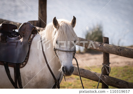 white camargue horse in the ranch 110319657