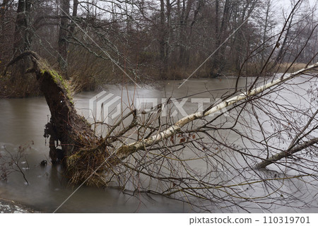 an uprooted birch tree that fell into the lake 110319701