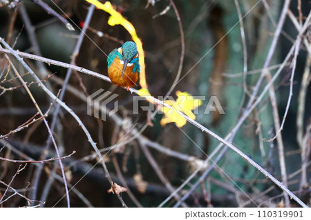 Kingfishes that stop on branches Kingfishes that stop on branches 110319901