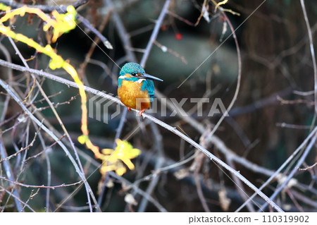 A beautiful jade-green kingfisher perched on a branch A beautiful jade-green kingfisher perched on a branch 110319902