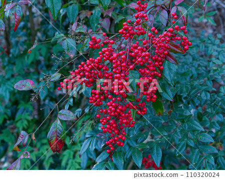 Nandina of the barberry family with round red fruits in winter 110320024