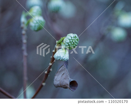 Flower buds of mitsumata 110320170