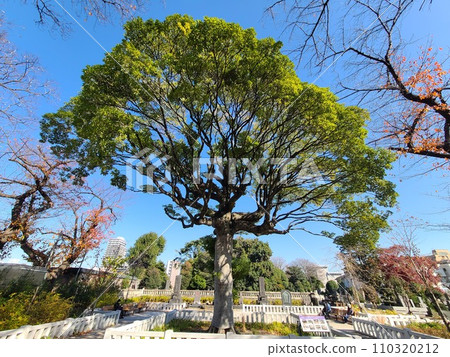 Eiichi Shibusawa Cemetery Eiichi Shibusawa Cemetery 110320212