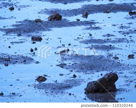 Snowy Plover standing on the tidal flat Snowy Plover standing on the tidal flat 110320248