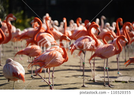 A beautiful flock of flamingos A beautiful flock of flamingos 110320355