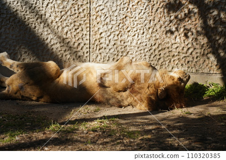 Female lion lying down 110320385