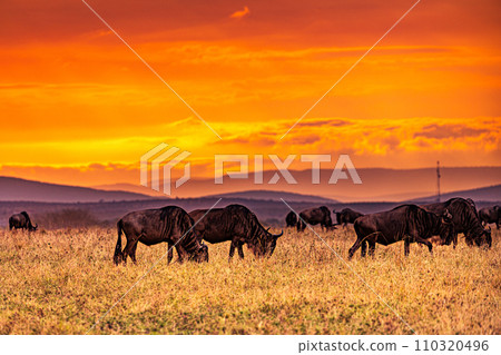 Wildebeest wildlife animals mammals grazing savannah grassland wilderness hill shrubs great rift valley Maasai Mara National Game Reserve park Narok County Kenya East Africa Landscapes Travels Wildebeest wildlife animals mammals grazing savannah grassland wilderness hill shrubs great rift valley Maasai Mara National Game Reserve park Narok County Kenya East Africa Landscapes Travels 110320496