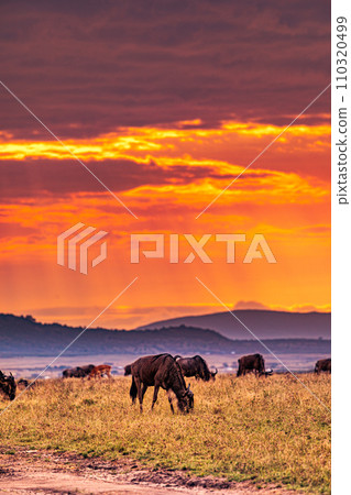 Wildebeest wildlife animals mammals grazing savannah grassland wilderness hill shrubs great rift valley Maasai Mara National Game Reserve park Narok County Kenya East Africa Landscapes Travels 110320499