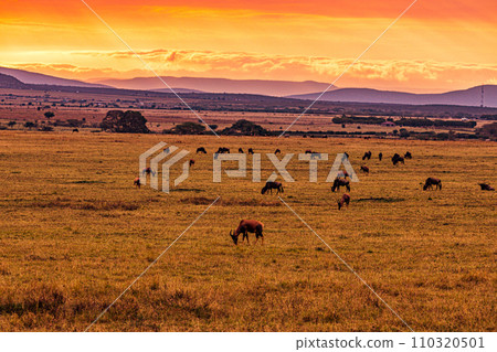 Wildebeest wildlife animals mammals grazing savannah grassland wilderness hill shrubs great rift valley Maasai Mara National Game Reserve park Narok County Kenya East Africa Landscapes Travels 110320501