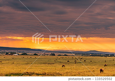 Wildebeest wildlife animals mammals grazing savannah grassland wilderness hill shrubs great rift valley Maasai Mara National Game Reserve park Narok County Kenya East Africa Landscapes Travels Wildebeest wildlife animals mammals grazing savannah grassland wilderness hill shrubs great rift valley Maasai Mara National Game Reserve park Narok County Kenya East Africa Landscapes Travels 110320502