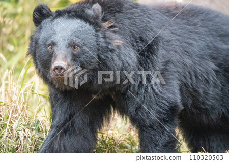 動物園裡的日本黑熊 110320503