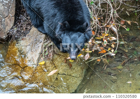 動物園裡的日本黑熊 110320580