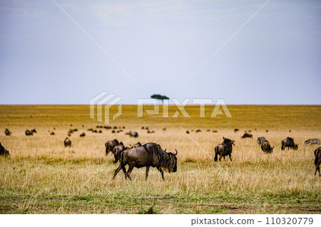 Wildebeest Migration wildlife animals mammals grazing savannah grassland wilderness hill shrubs great rift valley Maasai Mara National Game Reserve park Narok County Kenya East Africa Landscapes Travl 110320779