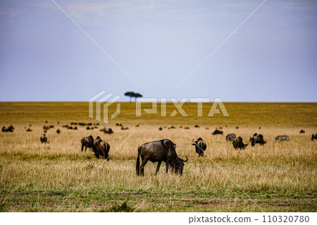 Wildebeest Migration wildlife animals mammals grazing savannah grassland wilderness hill shrubs great rift valley Maasai Mara National Game Reserve park Narok County Kenya East Africa Landscapes Travl 110320780