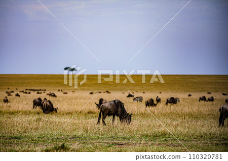 Wildebeest Migration wildlife animals mammals grazing savannah grassland wilderness hill shrubs great rift valley Maasai Mara National Game Reserve park Narok County Kenya East Africa Landscapes Travl 110320781