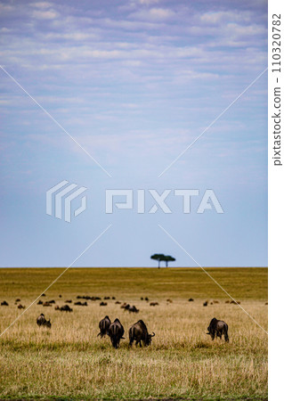 Wildebeest Migration wildlife animals mammals grazing savannah grassland wilderness hill shrubs great rift valley Maasai Mara National Game Reserve park Narok County Kenya East Africa Landscapes Travl Wildebeest Migration wildlife animals mammals grazing savannah grassland wilderness hill shrubs great rift valley Maasai Mara National Game Reserve park Narok County Kenya East Africa Landscapes Travl 110320782