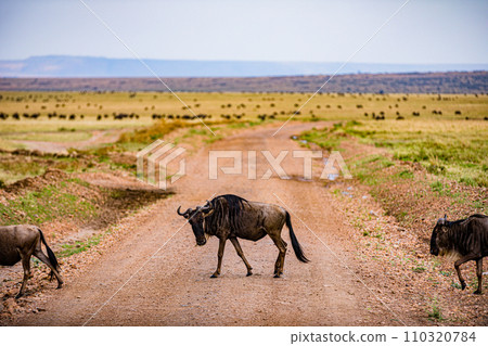 Wildebeest Migration wildlife animals mammals grazing savannah grassland wilderness hill shrubs great rift valley Maasai Mara National Game Reserve park Narok County Kenya East Africa Landscapes Travl Wildebeest Migration wildlife animals mammals grazing savannah grassland wilderness hill shrubs great rift valley Maasai Mara National Game Reserve park Narok County Kenya East Africa Landscapes Travl 110320784