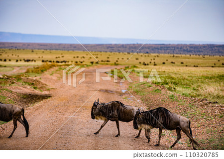 Wildebeest Migration wildlife animals mammals grazing savannah grassland wilderness hill shrubs great rift valley Maasai Mara National Game Reserve park Narok County Kenya East Africa Landscapes Travl Wildebeest Migration wildlife animals mammals grazing savannah grassland wilderness hill shrubs great rift valley Maasai Mara National Game Reserve park Narok County Kenya East Africa Landscapes Travl 110320785