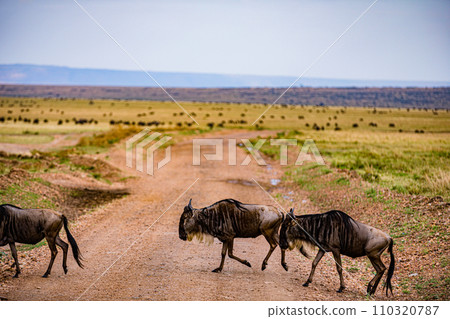 Wildebeest Migration wildlife animals mammals grazing savannah grassland wilderness hill shrubs great rift valley Maasai Mara National Game Reserve park Narok County Kenya East Africa Landscapes Travl Wildebeest Migration wildlife animals mammals grazing savannah grassland wilderness hill shrubs great rift valley Maasai Mara National Game Reserve park Narok County Kenya East Africa Landscapes Travl 110320787