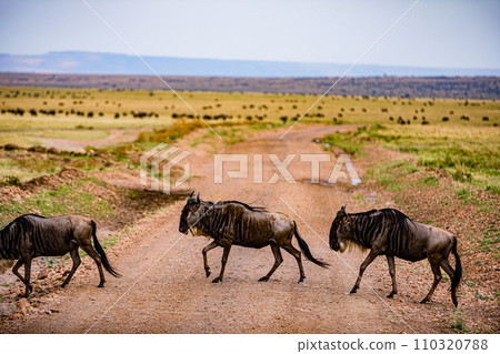 Wildebeest Migration wildlife animals mammals grazing savannah grassland wilderness hill shrubs great rift valley Maasai Mara National Game Reserve park Narok County Kenya East Africa Landscapes Travl Wildebeest Migration wildlife animals mammals grazing savannah grassland wilderness hill shrubs great rift valley Maasai Mara National Game Reserve park Narok County Kenya East Africa Landscapes Travl 110320788