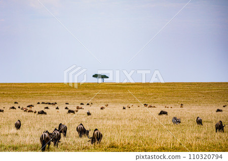 Wildebeest Migration wildlife animals mammals grazing savannah grassland wilderness hill shrubs great rift valley Maasai Mara National Game Reserve park Narok County Kenya East Africa Landscapes Travl 110320794