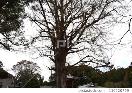 Kotokuji 2022-12-4 #64 110320799