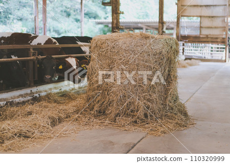 cow shed, cattle barn, hay roll 110320999