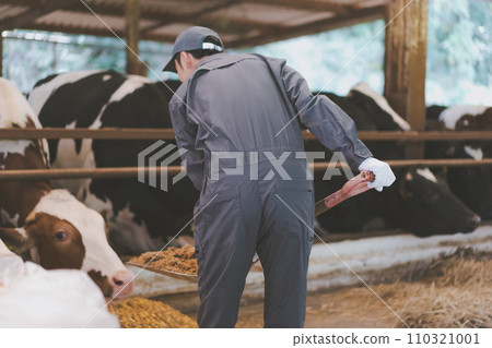 奶牛 牲口 牛 110321001