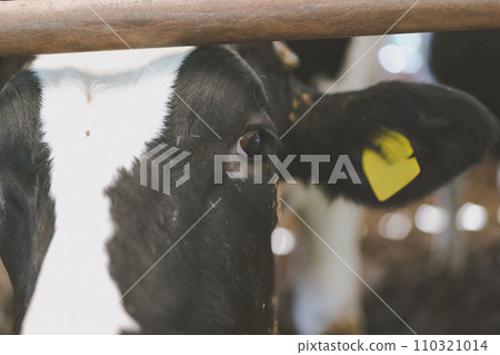 cow, cattle, cows 110321014