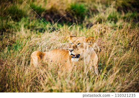 lion mating couple laying in the grass wildlife animals mammals grazing savannah grassland wilderness hill shrubs great rift valley Maasai Mara National Game Reserve park Narok County Kenya East Afric 110321235