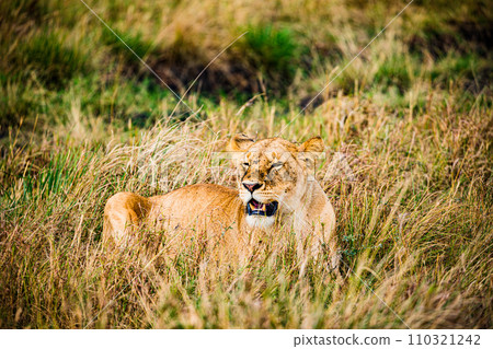 lion mating couple laying in the grass wildlife animals mammals grazing savannah grassland wilderness hill shrubs great rift valley Maasai Mara National Game Reserve park Narok County Kenya East Afric 110321242