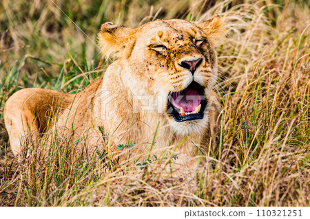 lion mating couple laying in the grass wildlife animals mammals grazing savannah grassland wilderness hill shrubs great rift valley Maasai Mara National Game Reserve park Narok County Kenya East Afric 110321251