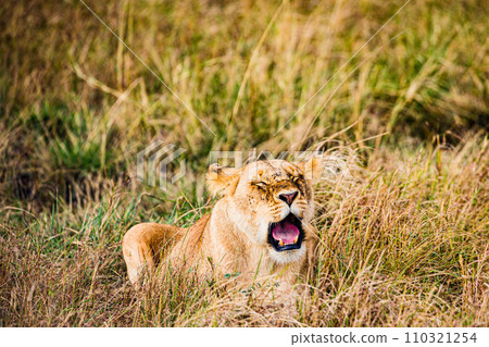 lion mating couple laying in the grass wildlife animals mammals grazing savannah grassland wilderness hill shrubs great rift valley Maasai Mara National Game Reserve park Narok County Kenya East Afric 110321254