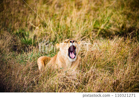 lion mating couple laying in the grass wildlife animals mammals grazing savannah grassland wilderness hill shrubs great rift valley Maasai Mara National Game Reserve park Narok County Kenya East Afric 110321271