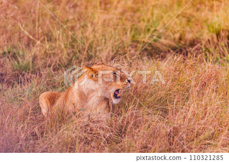 lion mating couple laying in the grass wildlife animals mammals grazing savannah grassland wilderness hill shrubs great rift valley Maasai Mara National Game Reserve park Narok County Kenya East Afric 110321285