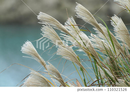 Sea urchin Sea urchin 110321526