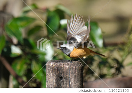 Daurian redstart 拍打它的翅膀 110321593