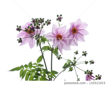 皇帝大麗花花白色背景 110321815