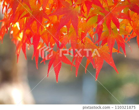 Image of maple leaves in autumn 110321875