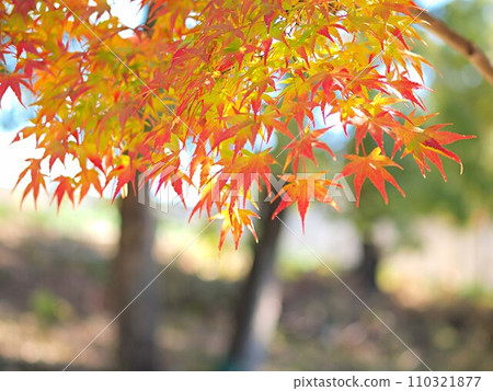Image of maple leaves in autumn 110321877