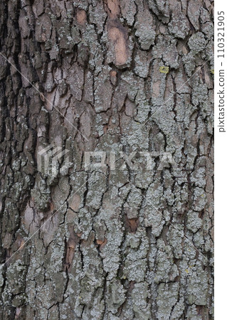 Closeups of tree bark texture 110321905