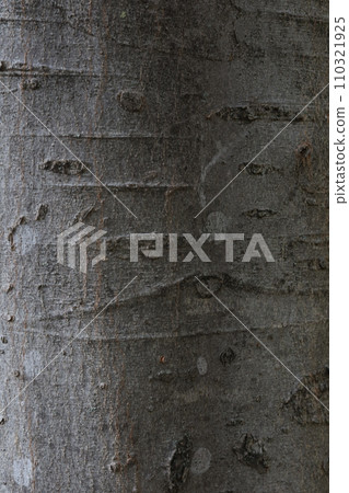 Closeups of tree bark texture 110321925