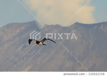 Gannets flying with Sakurajima in the background Gannets flying with Sakurajima in the background 110322158